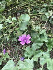 Malva sylvestris