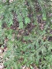 Taxus cuspidata