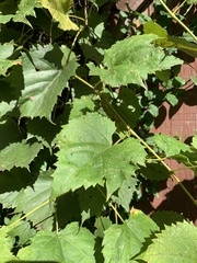Vitis