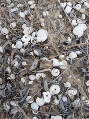 Helicopsis filimargo