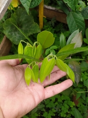 Plinia edulis