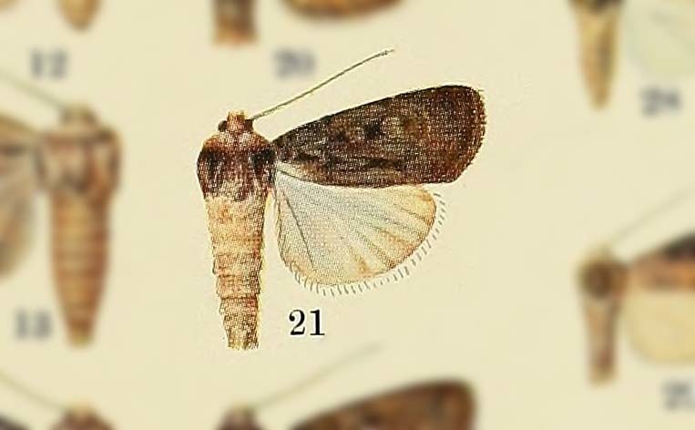 Chersotis capnistis
