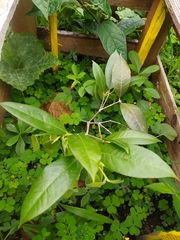 Plinia edulis
