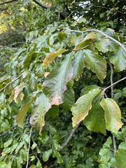 Parrotia persica