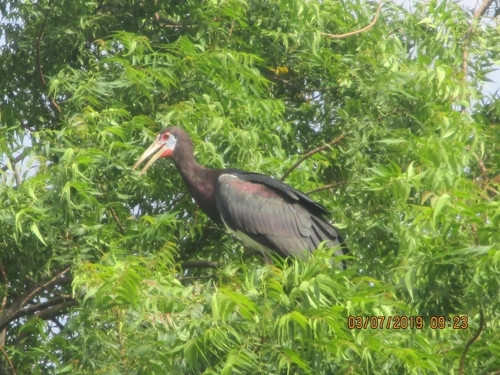 Abdim's Stork