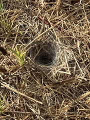 Calisoga longitarsis