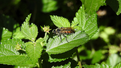 Campsomeris bistrimacula