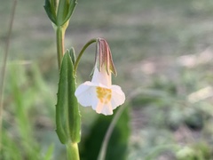 Mimulus strictus