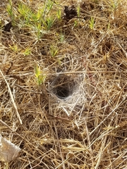 Calisoga longitarsis