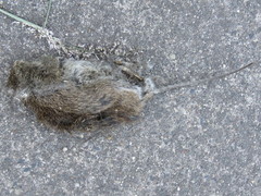 Sigmodon mascotensis