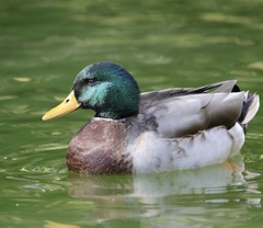 Anas platyrhynchos