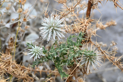 Echinops sphaerocephalus albidus