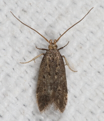 Neodactylota
