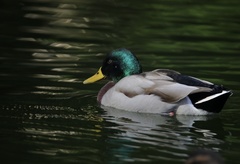Anas platyrhynchos
