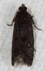 Cryptaspasma bipenicilla