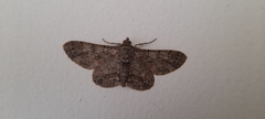 Lepidoptera