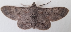 Lepidoptera