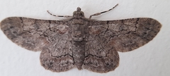 Lepidoptera