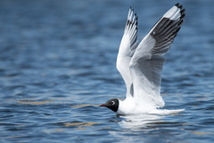 Chroicocephalus serranus