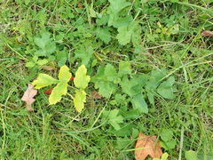 Heracleum sphondylium sibiricum