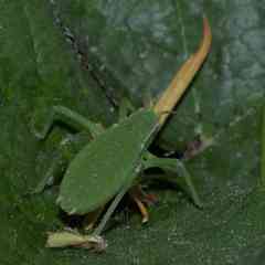 Isophya pyrenaea