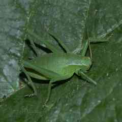 Isophya pyrenaea