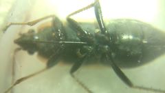 Xanthochilus