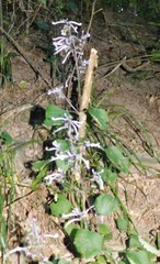Plectranthus ambiguus
