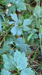 Saniculeae