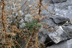 Echinops sphaerocephalus albidus