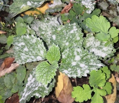 Podosphaera macularis