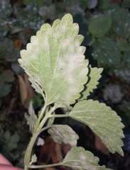 Podosphaera macularis