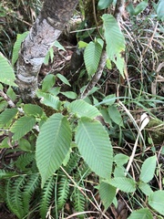 Carpinus rankanensis
