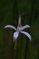 Caladenia hirta rosea