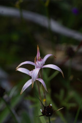 Caladenia hirta rosea