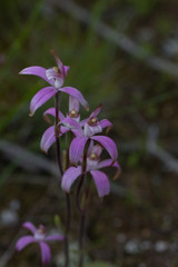 Caladenia hirta rosea