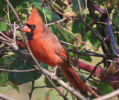 Cardinalis cardinalis