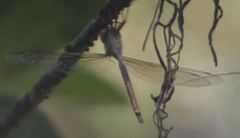 Triacanthagyna trifida