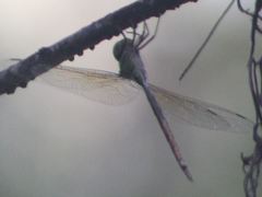 Triacanthagyna trifida