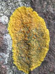 Variospora flavescens