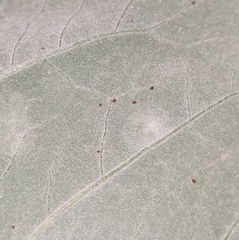Puccinia xanthiifoliae