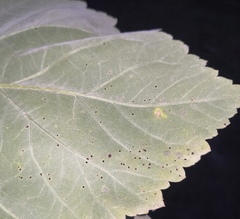 Puccinia xanthiifoliae