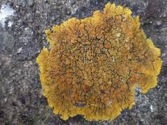 Variospora flavescens