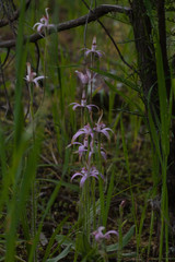 Caladenia hirta rosea