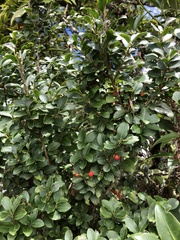 Ilex sugerokii