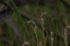 Pterostylis scabra