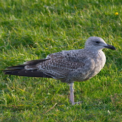 Larus argentatus