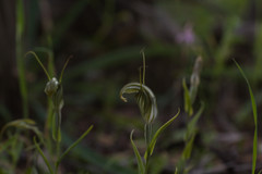 Pterostylis scabra
