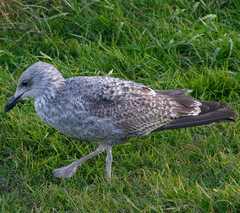 Larus argentatus