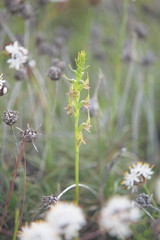 Prasophyllum gracile